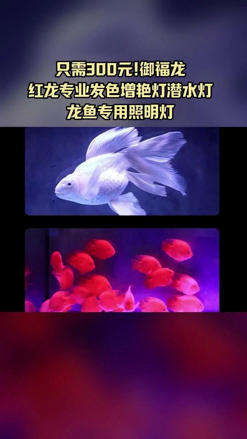 龍魚用什么燈不掉眼呢圖片
