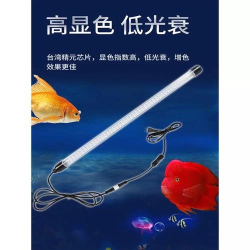 龍魚用什么燈不掉眼呢圖片