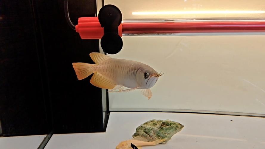 龍魚用什么燈不掉眼呢圖片