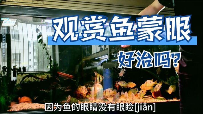 金龍魚白眼病的治療方法：金龍魚白眼病如何治療