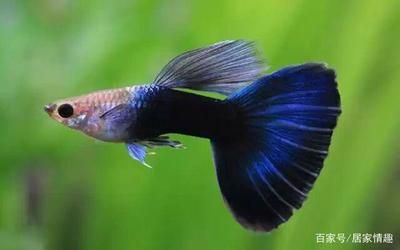 觀賞龍魚好養嗎（觀賞龍魚的養殖難度如何？）