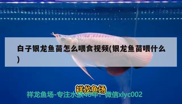 景谷靚彩水族店