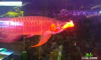 龍魚頭頂一大塊皮沒了幾個月了也沒長回來：為什么龍魚頭頂一大塊皮沒了幾個月了也沒長回來