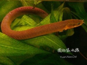 草繩恐龍魚怎么養(yǎng)，草繩恐龍魚的飼養(yǎng)技術 草繩恐龍魚怎么養(yǎng)，草繩恐龍魚的飼養(yǎng)技術 龍魚百科 第4張