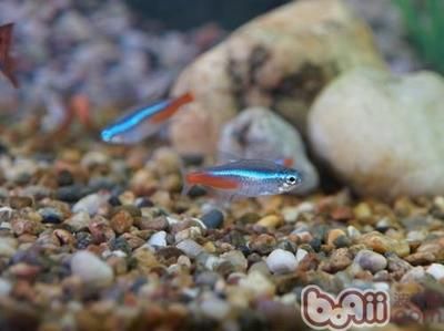 紅綠燈魚在魚缸里不動是怎么回事？：為什么紅綠燈魚在水族箱里不動？