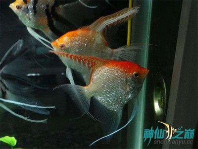 紅綠燈魚在魚缸里不動是怎么回事？：為什么紅綠燈魚在水族箱里不動？
