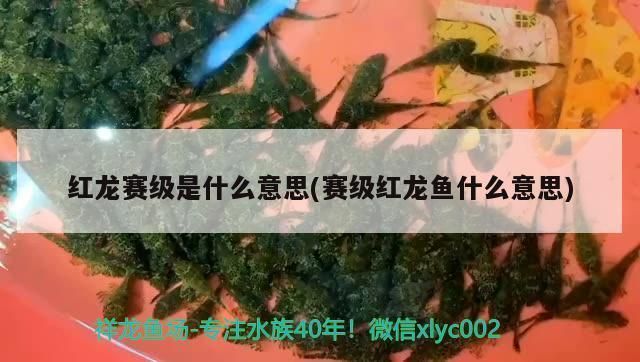 賽級紅龍魚什么意思（紅龍魚比賽評審標準）