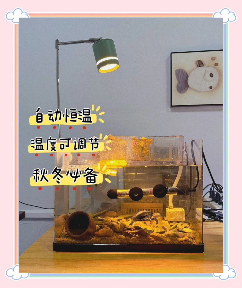 紅龍魚苗需要多大的加熱棒？