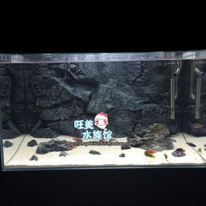 紅龍魚缸背景圖選擇什么好看的：紅龍魚缸背景圖選擇什么好看