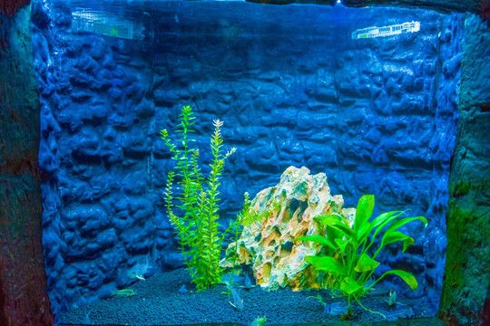 紅龍魚缸背景圖選擇什么好看的：紅龍魚缸背景圖選擇什么好看