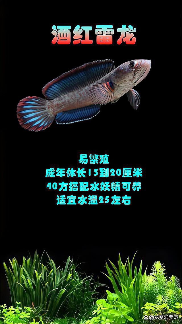 七彩雷龍魚苗多大分窩養(yǎng)