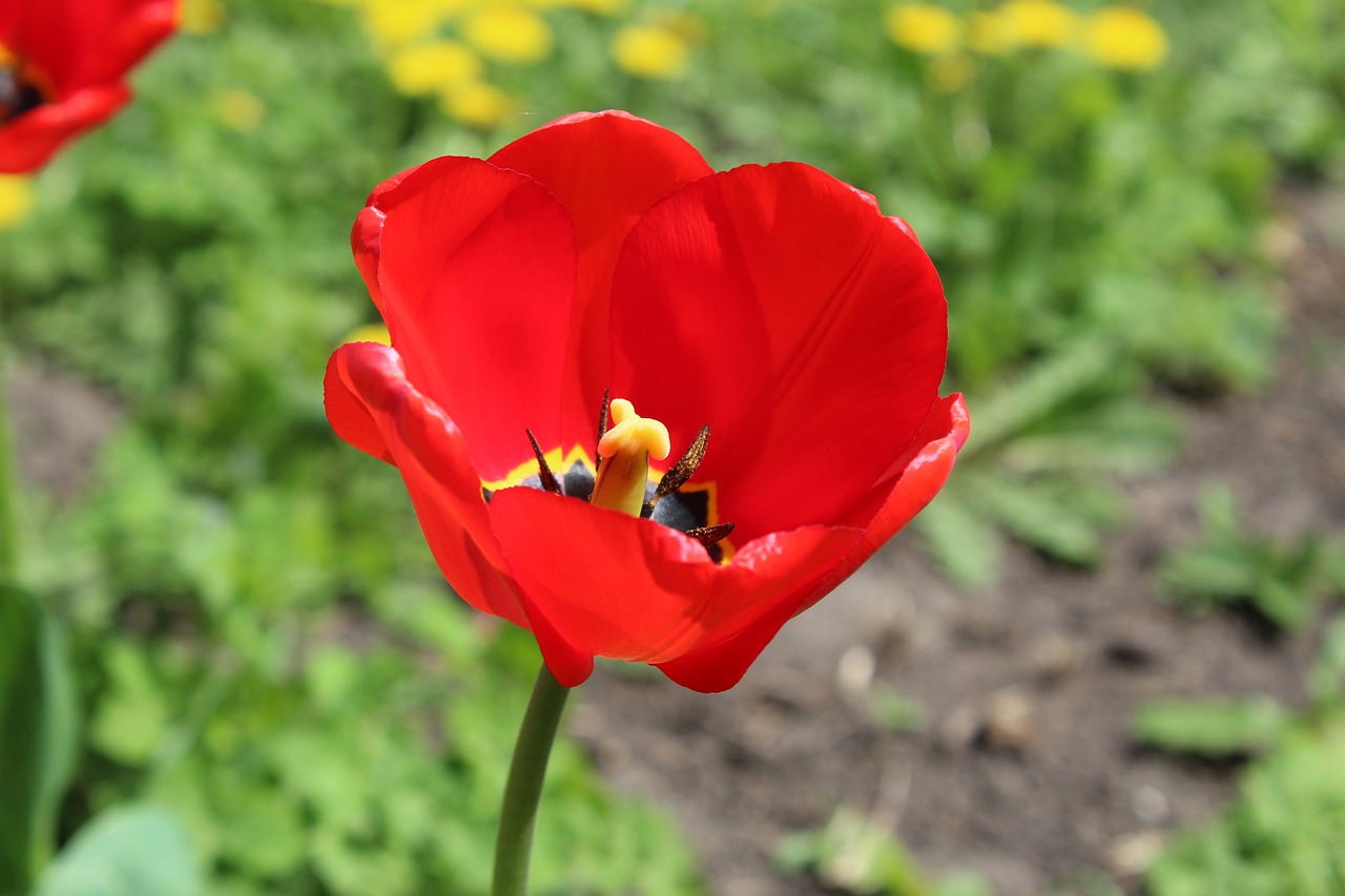 鎮(zhèn)雄縣花卉生態(tài)園（鎮(zhèn)雄縣花卉生態(tài)園地址）