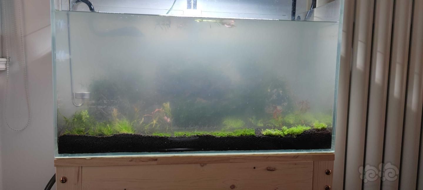 魚缸水白霧蒙蒙的原因