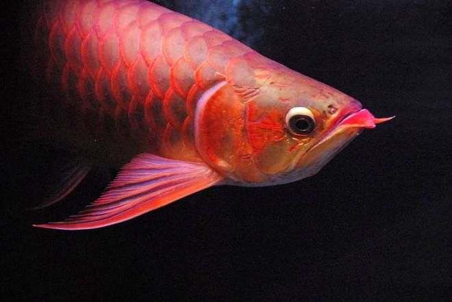 紅龍魚產地在哪里的好養殖：紅龍魚原產于印度尼西亞