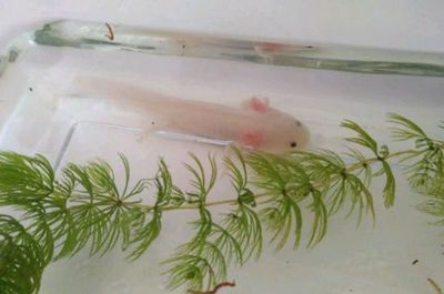 家里養六角龍魚鎮宅嘛好嗎（六角龍魚風水擺放技巧六角龍魚日常養護要點）