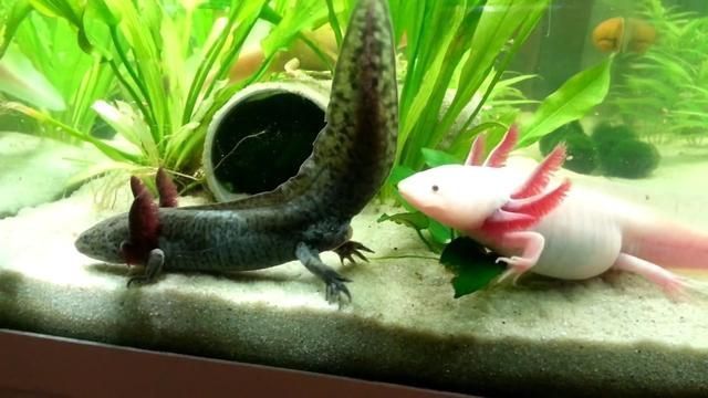 家里養六角龍魚鎮宅嘛好嗎（六角龍魚風水擺放技巧六角龍魚日常養護要點）