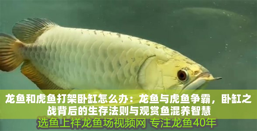 龍魚和虎魚打架臥缸怎么辦：龍魚與虎魚爭霸，臥缸之戰背后的生存法則與觀賞魚混養智慧