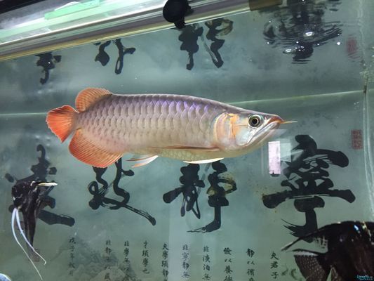 龍魚能和泰獅一起養嗎，泰獅金魚和龍魚不推薦混養，混養可能會導致龍魚受到傷害