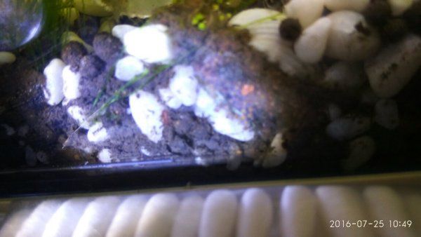 魚缸濾盒里有小蟲子：如何處理魚缸濾盒中的小蟲子 魚缸濾盒里有小蟲子：如何處理魚缸濾盒中的小蟲子 魚缸百科 第2張