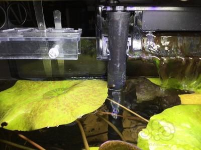 魚缸濾盒里有小蟲子：如何處理魚缸濾盒中的小蟲子 魚缸濾盒里有小蟲子：如何處理魚缸濾盒中的小蟲子 魚缸百科 第5張