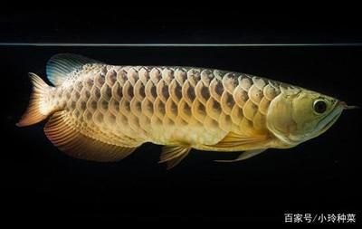 龍魚養(yǎng)到40公分要多久：龍魚養(yǎng)到40公分所需的時間因品種而異，龍魚養(yǎng)到40公分要多久 龍魚養(yǎng)到40公分要多久：龍魚養(yǎng)到40公分所需的時間因品種而異，龍魚養(yǎng)到40公分要多久 龍魚百科 第3張