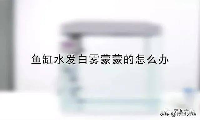 廣州市東山區昇悅水族店（廣州市東山區升悅水族店地址）