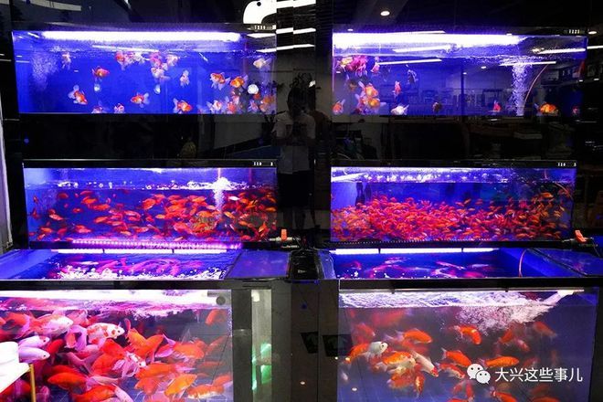 南京賣龍魚的水族店在哪里：南京愛上魚水族生活館 南京賣龍魚的水族店在哪里：南京愛上魚水族生活館 龍魚百科 第2張