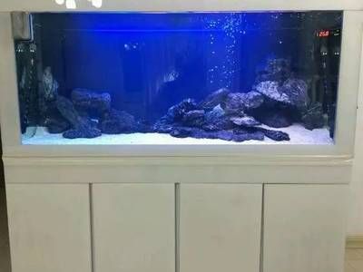 觀景魚缸換水多久換一次水比較好觀賞魚的水質適應策略:觀景魚缸多久換一次水比較好 魚缸百科 第1張 觀景魚缸換水多久換一次水比較好觀賞魚的水質適應策略:觀景魚缸多久換一次水比較好 觀景魚缸換水多久換一次水比較好觀賞魚的水質適應策略:觀景魚缸多久換一次水比較好 魚缸百科 第1張