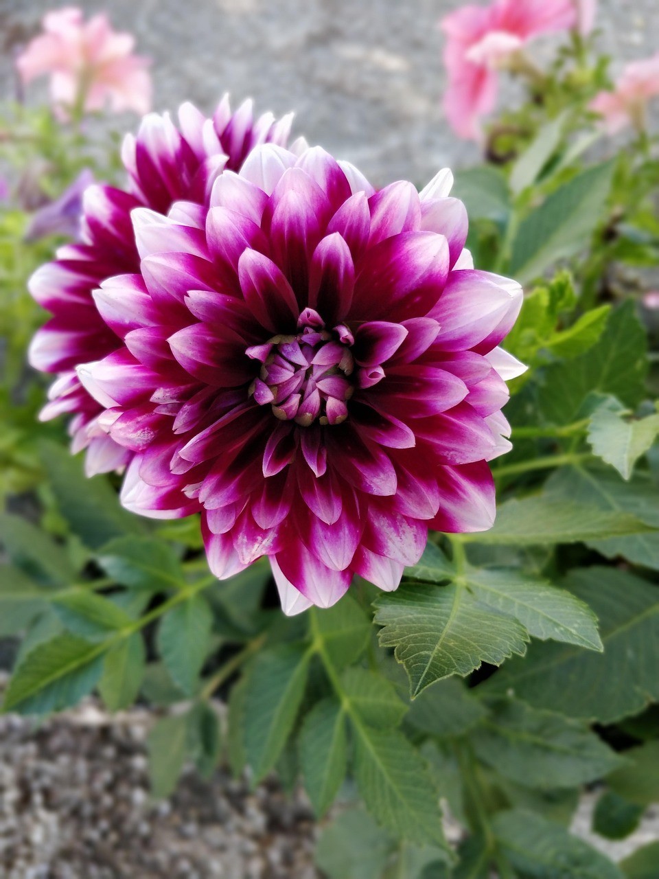 赤峰市松山區(qū)文娟花桂坊（赤峰市松山區(qū)鮮花店在哪）