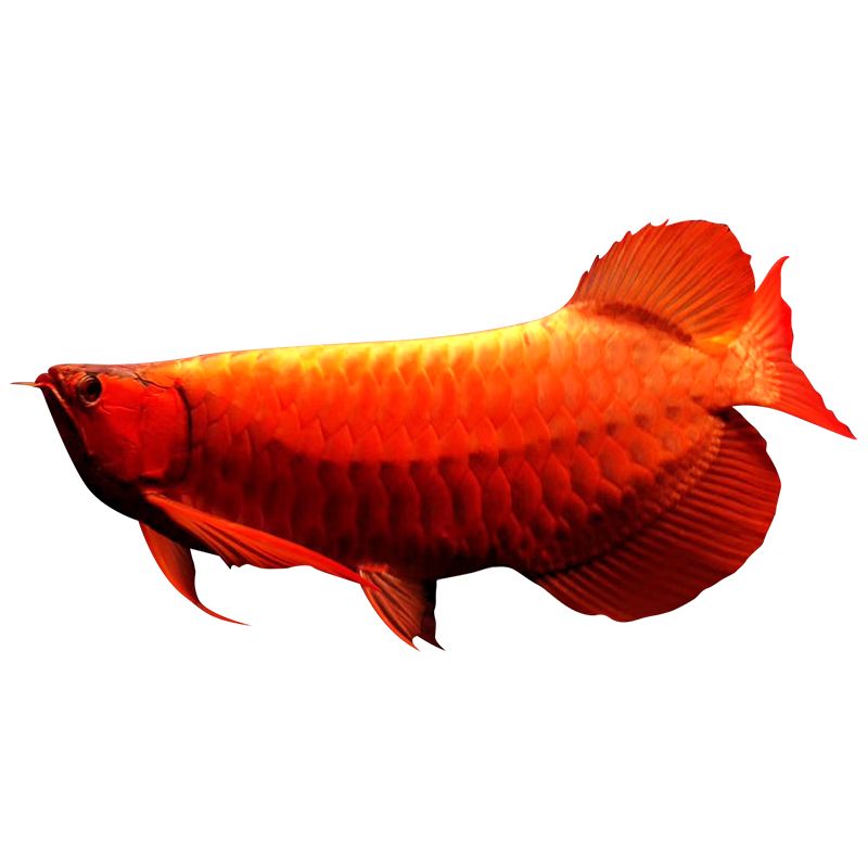 藍底金龍魚用什么背景顏色好 去垢呢（藍底金龍魚的背景顏色選擇） 藍底金龍魚用什么背景顏色好 去垢呢（藍底金龍魚的背景顏色選擇） 龍魚百科 第4張