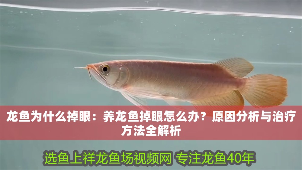 龍魚為什么掉眼：養龍魚掉眼怎么辦？原因分析與治療方法全解析