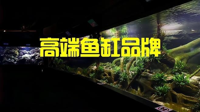 高端龍魚(yú)缸哪個(gè)品牌最好？ 高端龍魚(yú)缸哪個(gè)品牌最好？ 龍魚(yú)百科 第14張