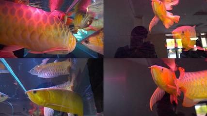 價值百萬的金龍魚是什么（什么是價值百萬的金龍魚？）