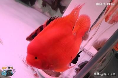 城關區雁灘花魚市場和朔水族店（城關區雁灘花魚市場和朔水族店哪個好）