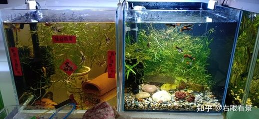 魚缸品牌排行榜和專業評測nbsp魚缸品牌排行榜：森森sunsun水族器材