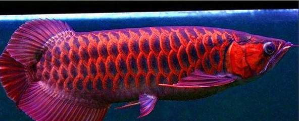 銀龍魚鱗片發紅（銀龍魚鱗片發紅可能由多種因素引起，可以預防和治療）
