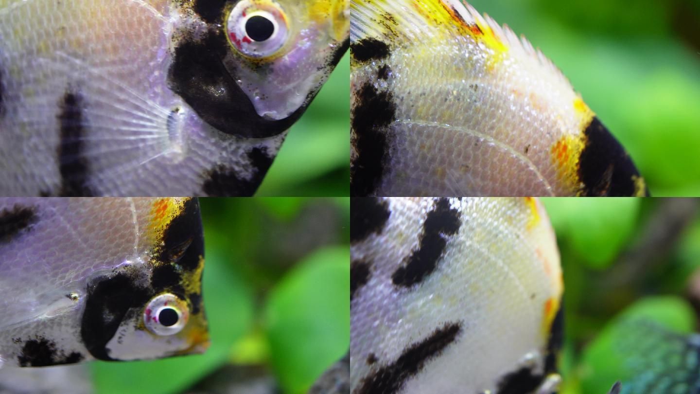魚缸魚眼睛發白什么原因（魚缸中的魚眼睛發白可能由多種因素引起魚眼發白的原因）