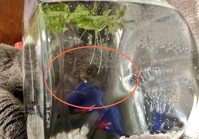 魚缸魚眼睛發白什么原因（魚缸中的魚眼睛發白可能由多種因素引起魚眼發白的原因）