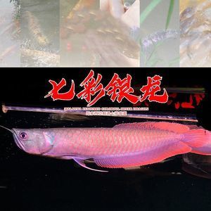 純血龍魚價格（純血龍魚價格及圖片大全血紅龍魚價格及圖片大全）