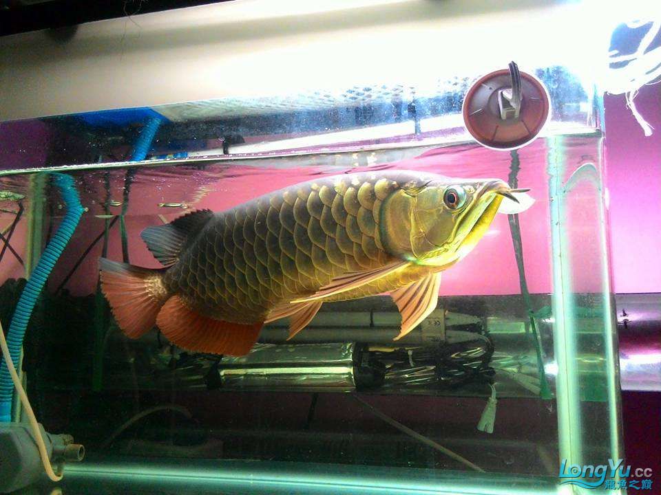 魚店看到的大金龍