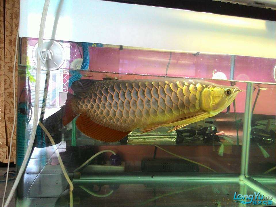 魚店看到的大金龍