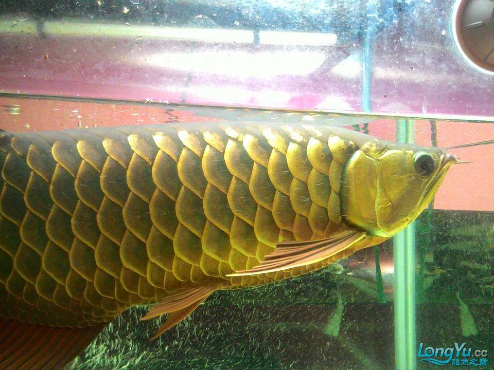 魚店看到的大金龍