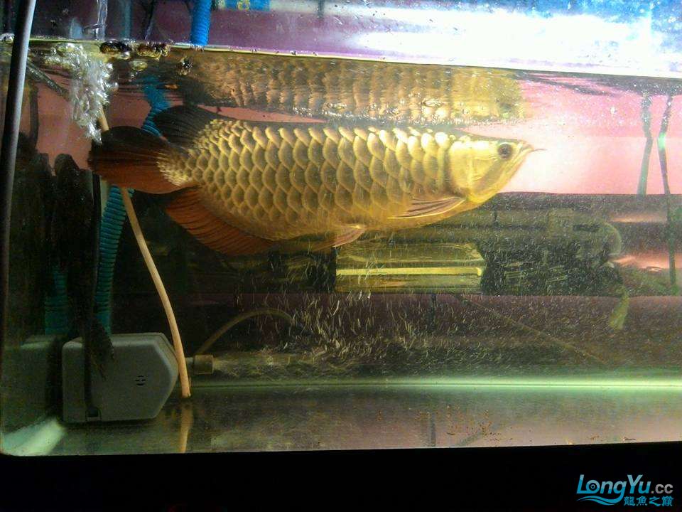 魚店看到的大金龍