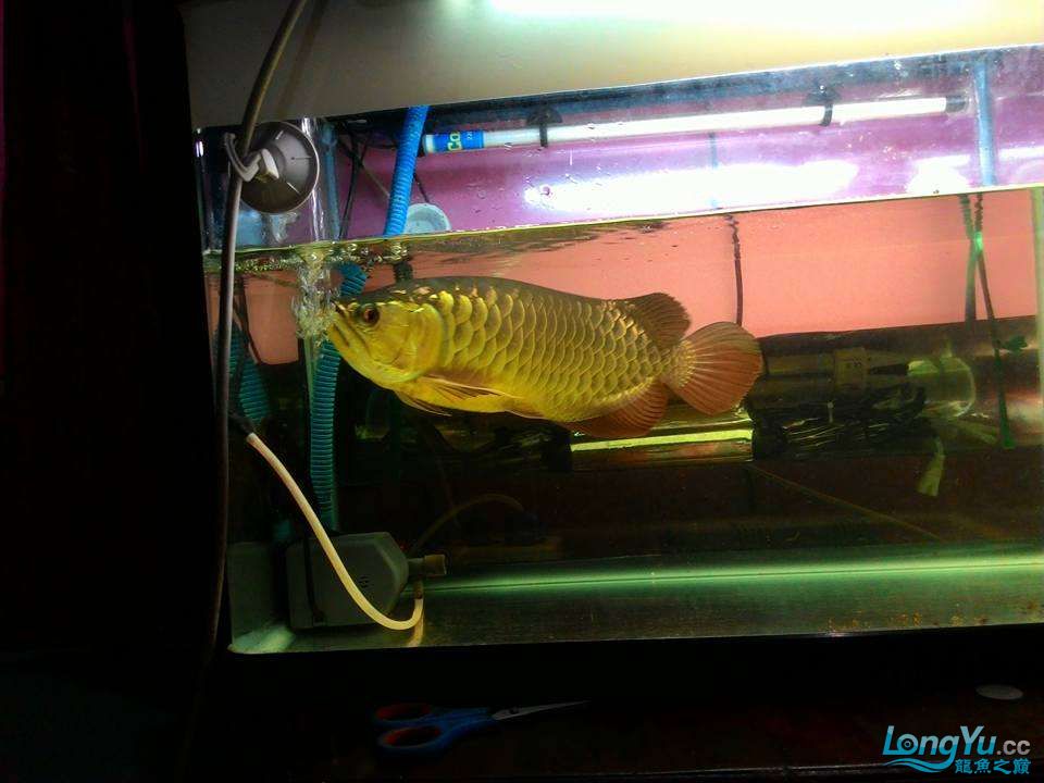 魚店看到的大金龍