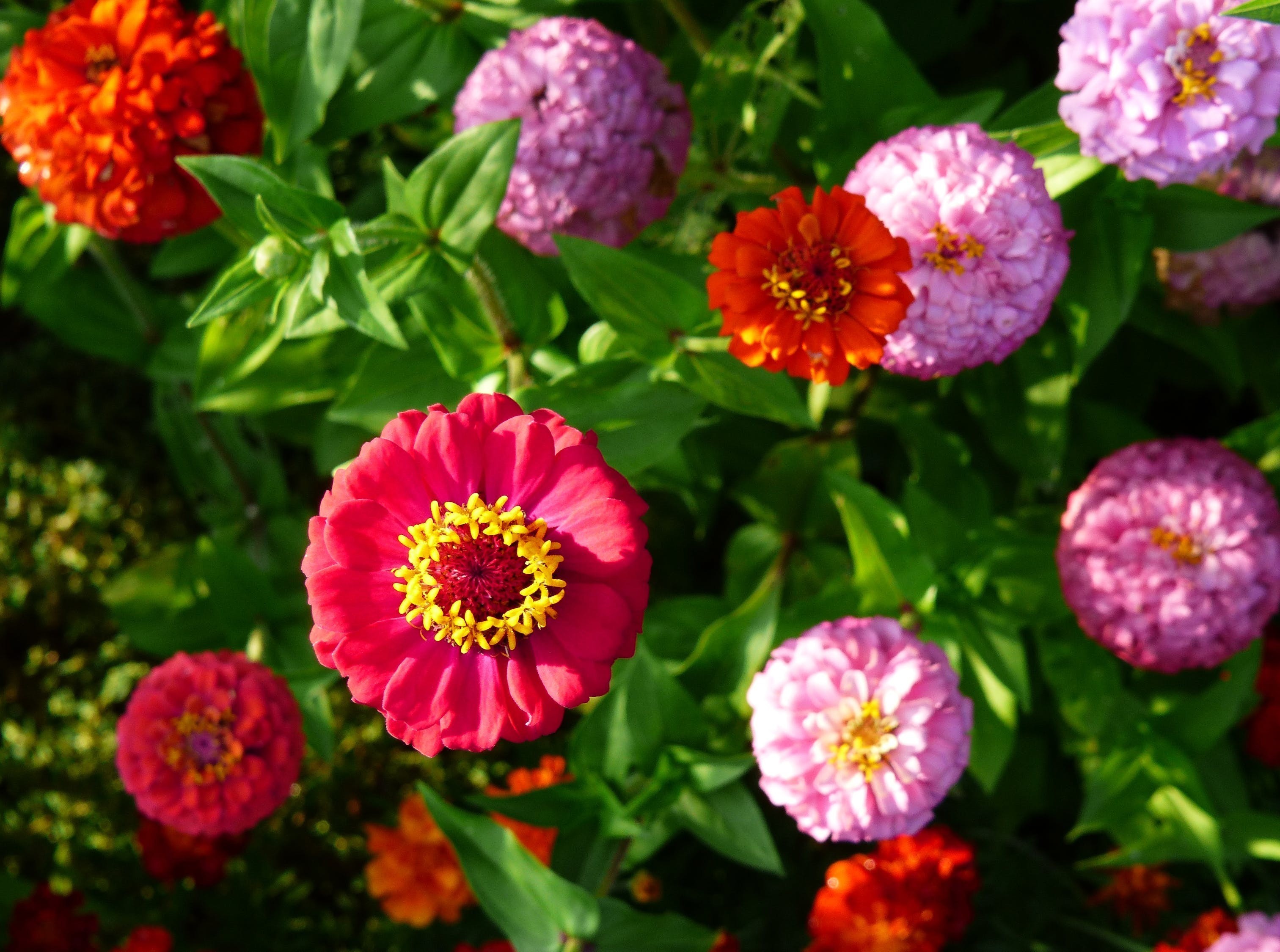 喀喇沁旗水木緣花卉魚店