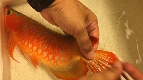 金龍魚怎么上色快視頻:金龍魚上色技巧 龍魚百科 第3張 金龍魚怎么上色快視頻:金龍魚上色技巧 金龍魚怎么上色快視頻:金龍魚上色技巧 龍魚百科 第3張