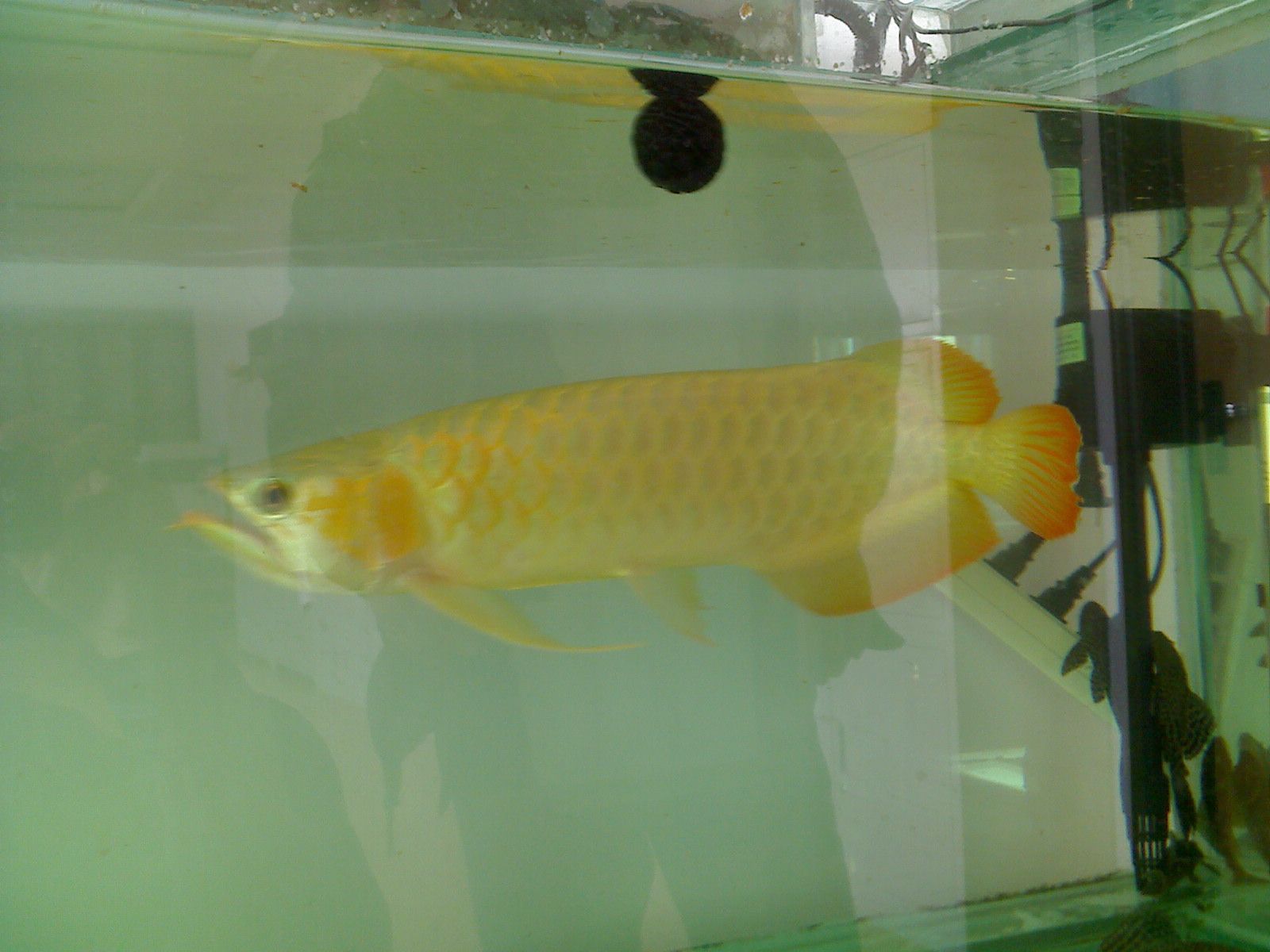 金龍魚怎么上色快視頻:金龍魚上色技巧 龍魚百科 第1張 金龍魚怎么上色快視頻:金龍魚上色技巧 金龍魚怎么上色快視頻:金龍魚上色技巧 龍魚百科 第1張