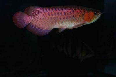 帝王紅龍魚品質好不好養（養殖帝王紅龍魚需要注意的幾點）