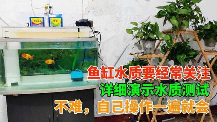 魚缸水質(zhì)檢測(cè)頻率及方法：魚缸水質(zhì)檢測(cè)的頻率及方法