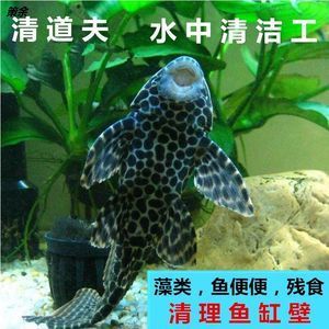 觀賞魚缸的清潔技巧觀賞魚缸的清潔技巧與飼養誤區：觀賞魚缸清潔技巧